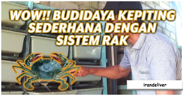 Budidaya Kepiting Soka